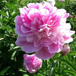 Пион Светлана Удинцева (Paeonia Svetlana Udinceva)