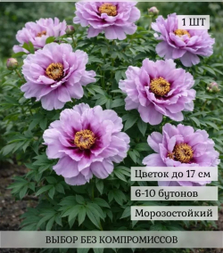 Пион Фиалковый шёпот