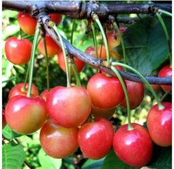Черешня розовая Орешка