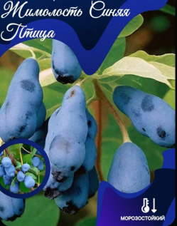 Жимолость «Синяя птица»