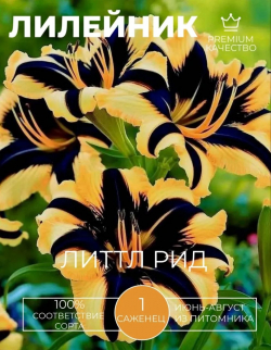 Лилейник Литтл Рид