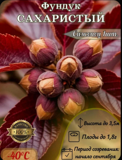 Фундук Сахаристый