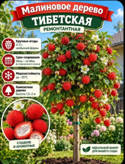 Малиновое дерево Тибетская