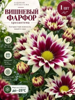 Хризантема Вишневый фарфор