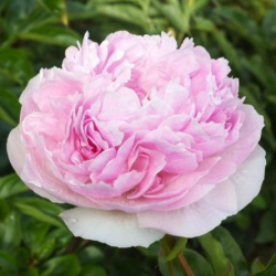 Пион Владимир Дубров (Paeonia Vladimir Dubrov)