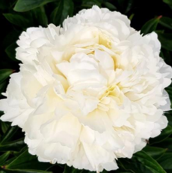 Пион Медео (Paeonia Medeo)
