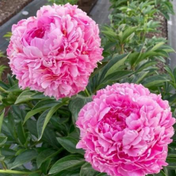 Пион Нежное Кружево (Paeonia Negnoe Krugevo)
