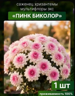 Хризантема мультифлора Пинк Биколор