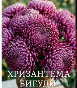 Хризантема Бигуди