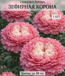 Пион Зефирная Корона
