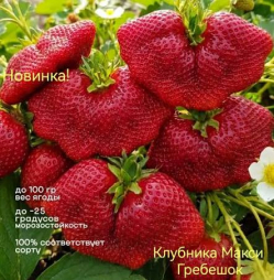Клубника Макси Гребешок 10шт