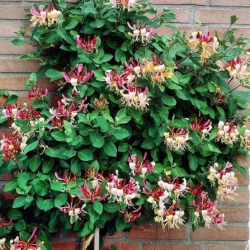 Лиана Lonicera serotina