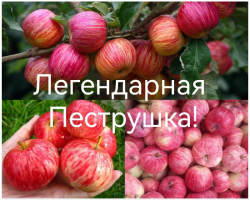 Яблоня Пеструшка