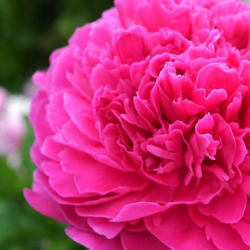 Пион Мистер Икс (Paeonia Mister X)