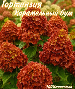Гортензия Карамельный бум