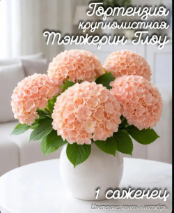 Гортензия крупнолистная Тэнжерин Глоу