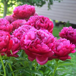 Пион Фаворит (Paeonia Favorit)