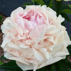 Пион Светлана Седова (Paeonia Svetlana Sedova)
