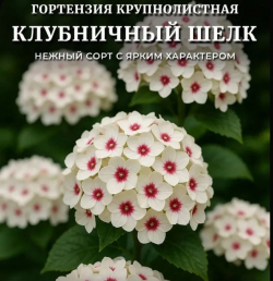 Гортензия крупнолистная «Клубничный Шёлк»