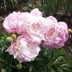Пион Золушка (Paeonia Zolushka)