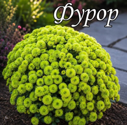 Хризантема мультифлора Фурор