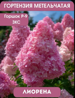 Гибискус Мореа