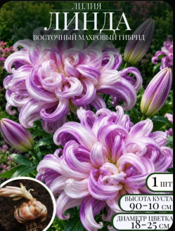 Лилия «Линда» 4 шт