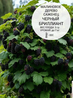 Малиновое дерево Чёрный бриллиант