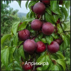 Априкира (гибрид абрикоса и черешни)