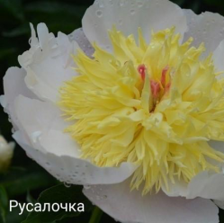 Пион Русалочка (Paeonia Rusalochka)
