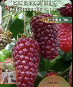 Ежемалина Рубиновый Гранат