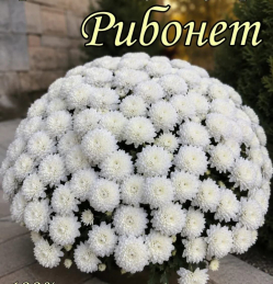 Хризантема мультифлора Рибонет
