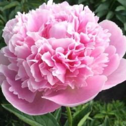 Пион Мальвина (Paeonia Mal'vina)