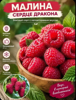 Малина Сердце дракона