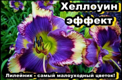Лилейник