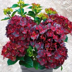 Гортензия крупнолистная Роялти Черный рыцарь (Hydrangea macrophylla Royalty Black Knight)