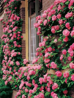 Роуз Гарден (Rose Garden)