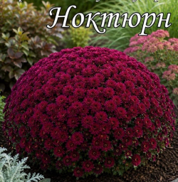 Хризантема мультифлора Ноктюрн
