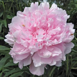 Пион Любимец Парков (Paeonia Lubimetc Parkov)