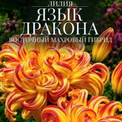 Лилия Язык Дракона