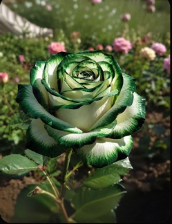 Розы Green and Black Roses