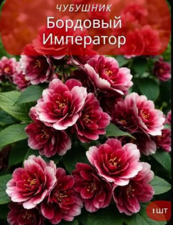 Чубушник (жасмин) Бордовый Император