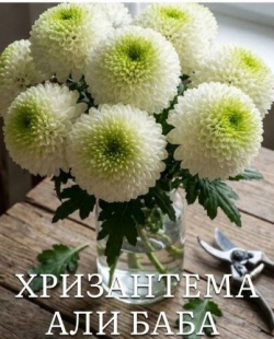 Хризантема Али Баба