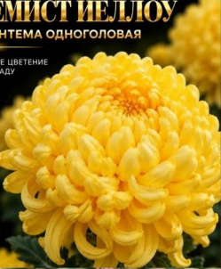 Хризантема Кремист Йеллоу