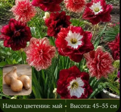 Нарциссы Ред дабл микс 20шт