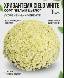 Хризантема Мультифлора Шаровидная Белый Цьело