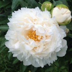 Пион Миллениум (Paeonia Millenium)