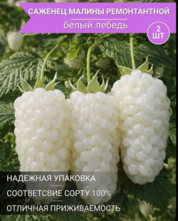 Малина ремонтантная «Белый Лебедь»