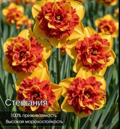 Нарцисс Стефания 10 шт