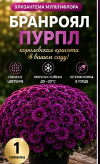 Хризантема мультифлора Branroyal Purple